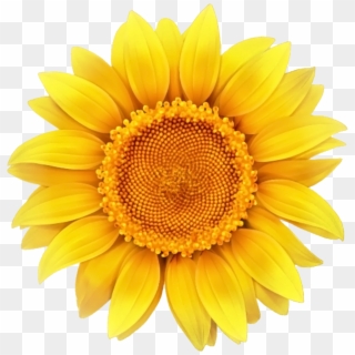 Common Sunflower Clip Art - Sunflower With Transparent Background - Png Download