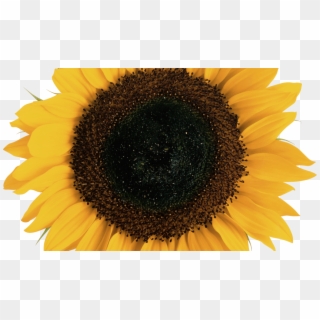 Sunflower Transparent Background Clipart