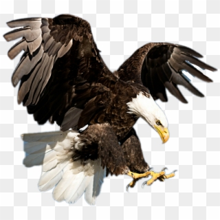 Eagle Clipart Majestic - Eagles Soaring - Png Download
