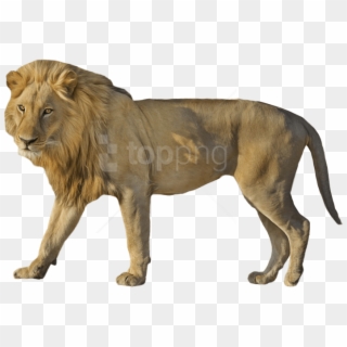 Wildcat Png Transparent Background - Masai Lion Clipart