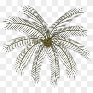 Computer Icons Date Palm Drawing Black And White Cartoon - Small Palms Top View Png Clipart