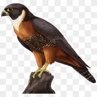 Falcon Png - Falcon Bird Concept Art Png Clipart