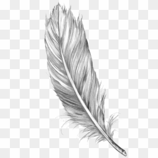 Feather Tattoo Drawing , Png Download - Feather Sketch Clipart