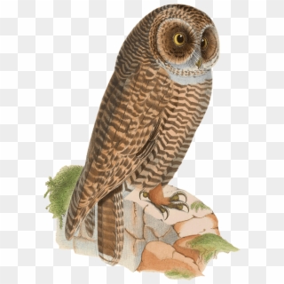 Owl Resting On Rock Drawing Png - Owl Clipart