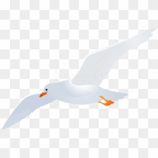 Free Png Download Seagull Transparent Png Images Background - Seagull Transparent Clipart