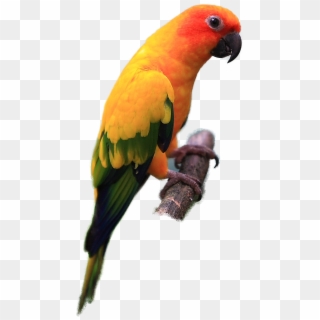 Parakeet Clipart Transparent - Sun Conure Bird Png