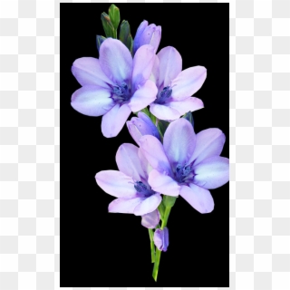 2 - Transparent Pastel Purple Flower Clipart