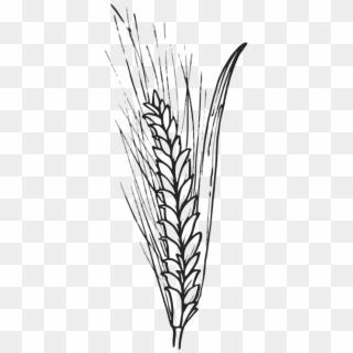 Cereals Grain Corn Wheat Barley Png Image - Outline Of Wheat Clipart