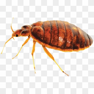 Bed Bug Control Clipart