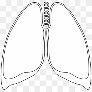 Lungs Clear Bronchia Human Png Image - Black And White Lungs Clipart
