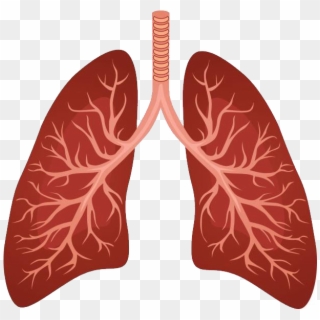 Respiratory System Lung Background Clipart