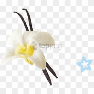 Free Png Vanilla Png Png Image With Transparent Background - Vanilla Png Clipart