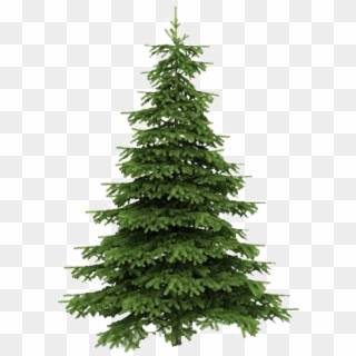 Real Christmas Trees Png Clipart