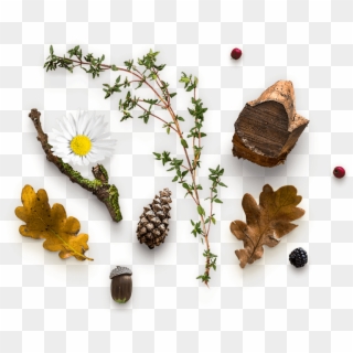 Herbal Png Clipart