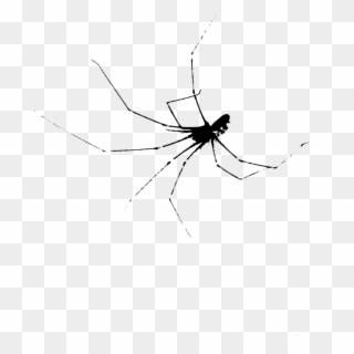 Mosquito Widow Spiders Insect Stx G - Spider Web Clipart