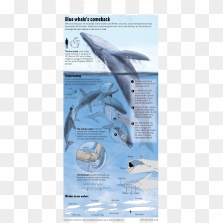 Now Protected, Their Population Is Rebounding, With - Blue Whales Clipart