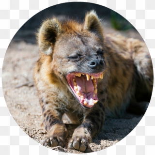 Cheetah Predators , Png Download - Hyena Mouth Clipart
