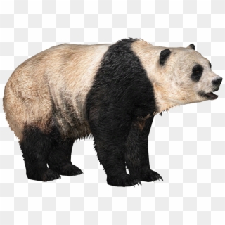 Giant Panda .png Clipart