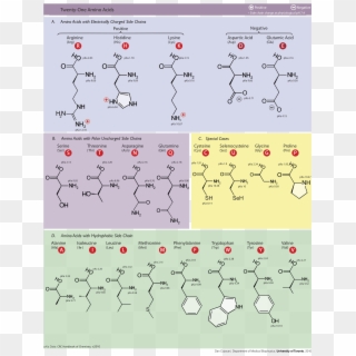 1000px-amino Acids - Svg Clipart