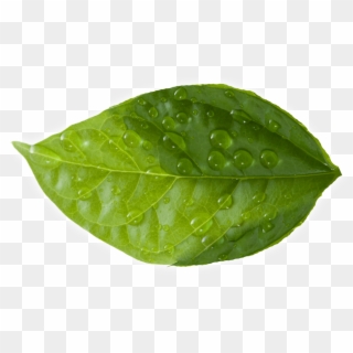Leaf - Green Leaves Clipart