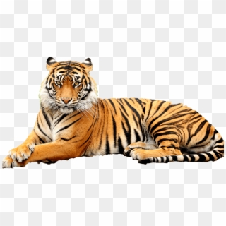 Download Tiger Png Transparent Images Transparent Backgrounds - Point Defiance Zoo & Aquarium Clipart