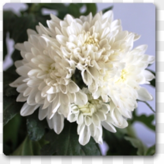 Shevanti Chrysanthemum White Plant - White Shevanti Plant Clipart