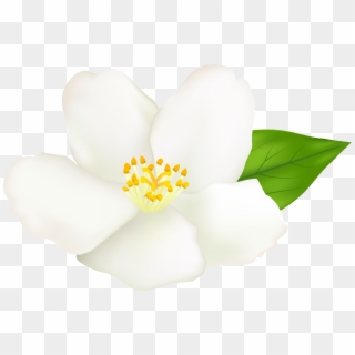 Magnolia Flower Clipart At Getdrawings - Sacred Lotus - Png Download