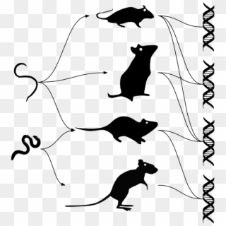 Mouse Dna Parasite Evolution - Parasite Dna Clipart