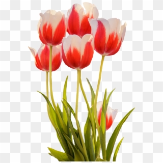 Tulips Red Spring Flower Png Image - Red Spring Flowers Png Clipart