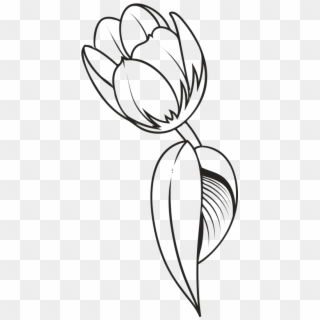 Tulip Flower Drawing - Tulip Flower Drawing Png Clipart