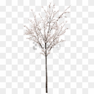 Free Png Spring Tree Png Png Image With Transparent - White Cherry Blossom Tree Png Clipart