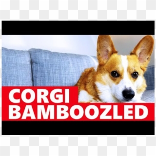 Corgi Tricked Into Taking A Bath - Bamboozled Corgi Clipart