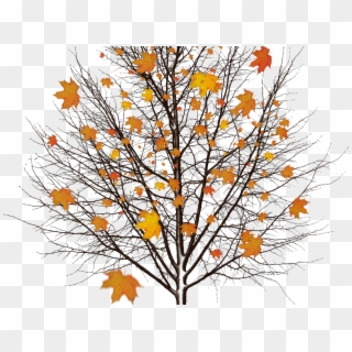 Autumn Tree With Leaves Isolated Object Png - Dead Tree Without Background Clipart