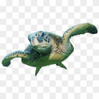 Free Png Download Sea Turtle Front View Png Images - Sea Turtle No Background Clipart
