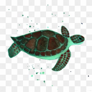 Turtle, Clip Art, Tortoise, Tortoise Turtle, Illustrations, - Kemp's Ridley Sea Turtle - Png Download
