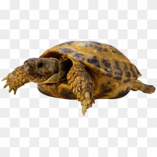 Turtle Png - Turtle Clipart