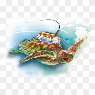A Tag Was Adhered To Each Turtle's Carapace Using A - Sea Turtles Seaweed Watercolor Clipart