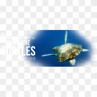 Welcome To The Web Page Of The 6th Mediterranean Conference - Turtle Clipart