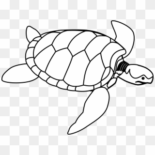 Jpg Black And White Library Clipart Green Line Art - Turtle Clip Art - Png Download