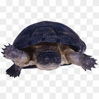 Turtle Png - Snapping Turtle Transparent Background Clipart