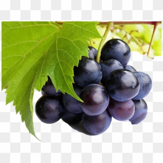 Grapes Png - Purple Grapes Clipart