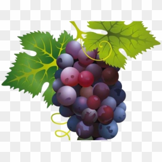 Grape Png Transparent Images - Red Grapes Clip Art