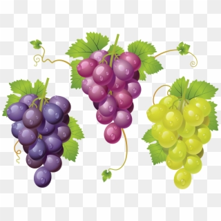 Download Grapes Clipart Png Photo - Виноград Клипарт Пнг Transparent Png