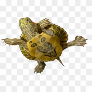 Sea Turtle On A Transparent Background Clipart