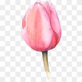 Watercolor Tulips More - Tulip Painting Png Clipart