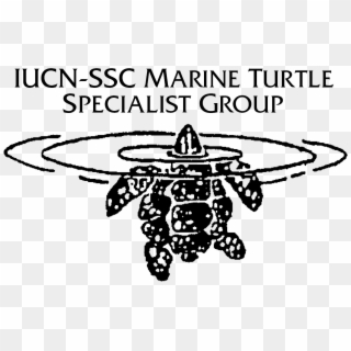 Oceanic Society Co Manages The Iucn Ssc Marine Turtle - Illustration Clipart