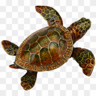Loggerhead Sea Turtle Png Clipart
