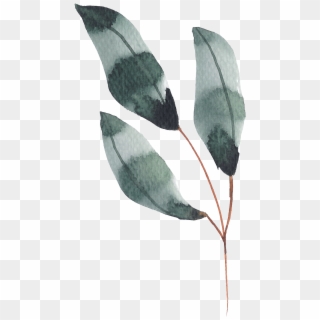 Hand Painted Dark Green Leaves Watercolor Transparent Clipart