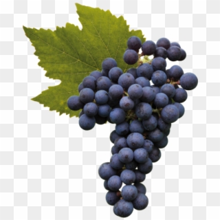 Cabernet Franc - Wine Leaf Clipart