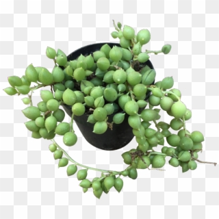 String Of Pearls - Seedless Fruit Clipart